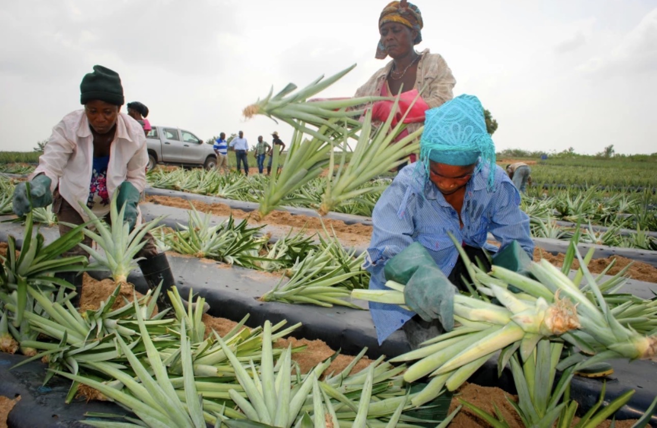 Wholesale Freeze Dried Mango Supplier